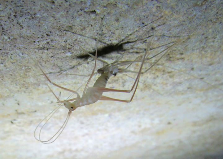 Cave Cricket